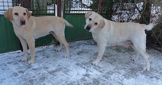 Kříženky labradora Ebinka a Sia